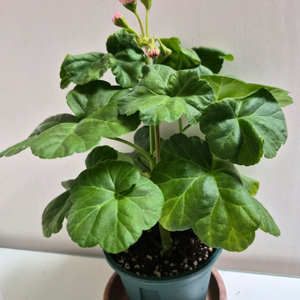 위드로망스제라늄