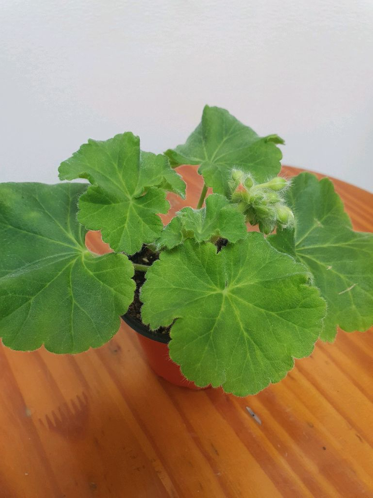 제라늄 파리지앵 꽃대 두개있음, 러시아제라늄--1