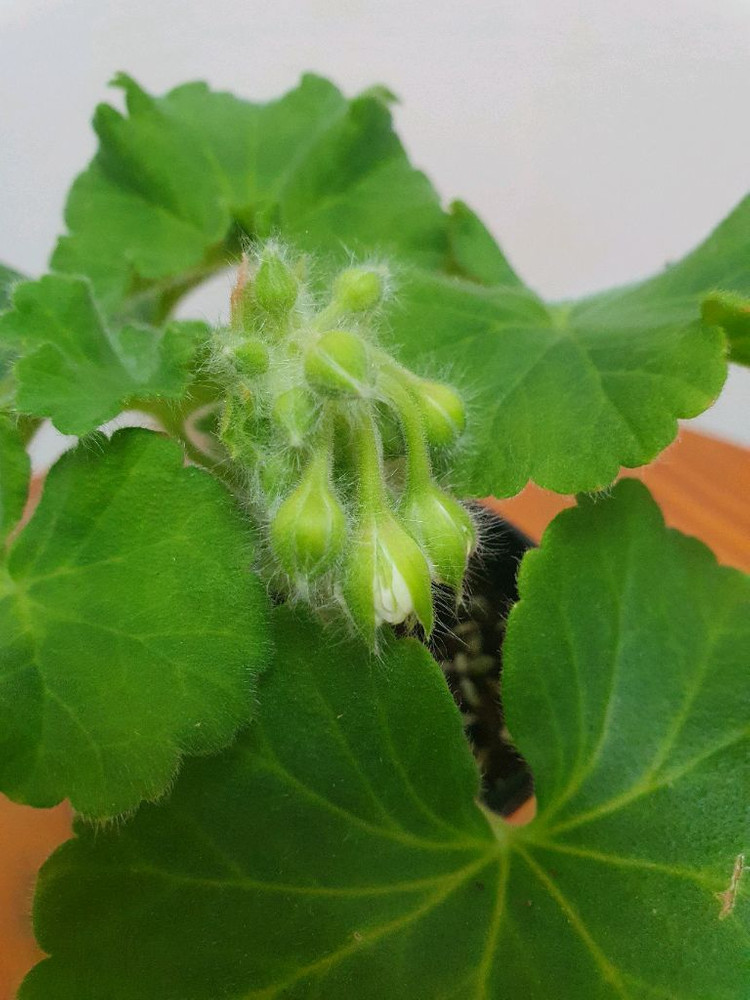 제라늄 파리지앵 꽃대 두개있음, 러시아제라늄--2