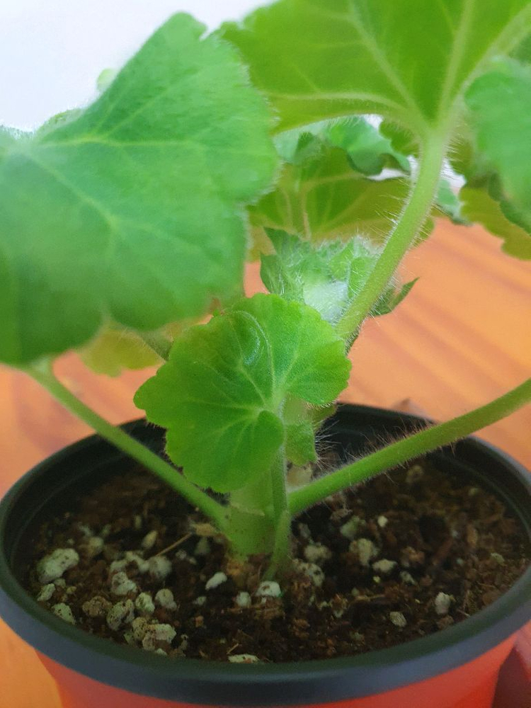 제라늄 파리지앵 꽃대 두개있음, 러시아제라늄--3