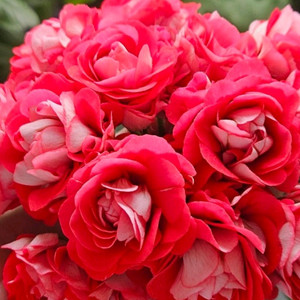 제라늄 엔틱로즈 레드 꽃대있음