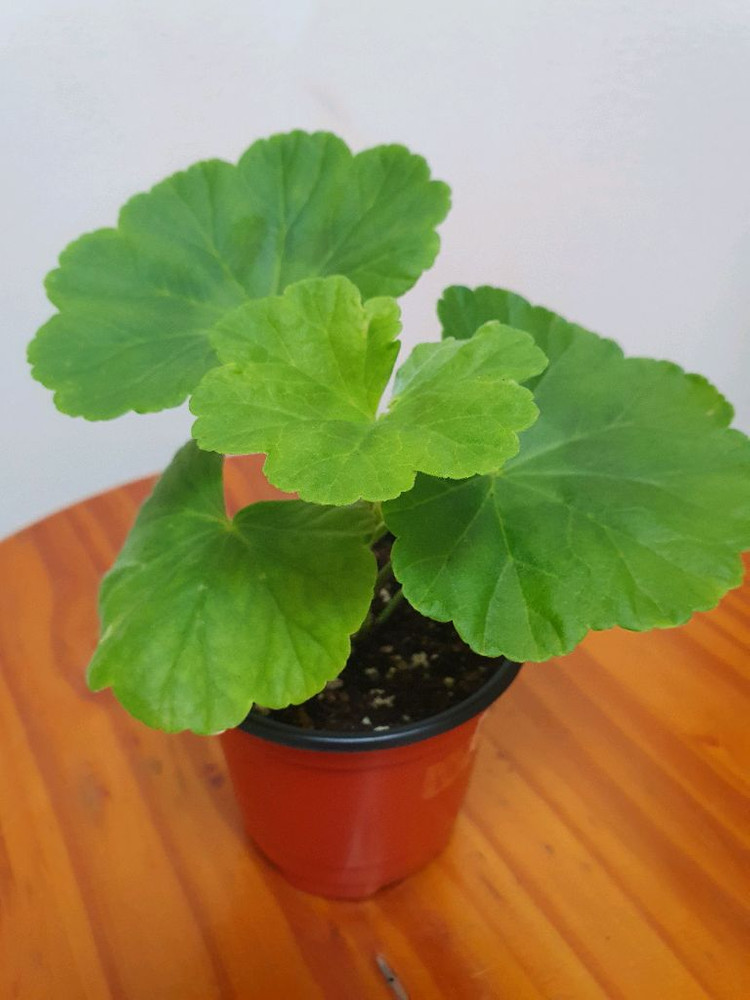 제라늄 엔틱로즈 레드 꽃대있음--1