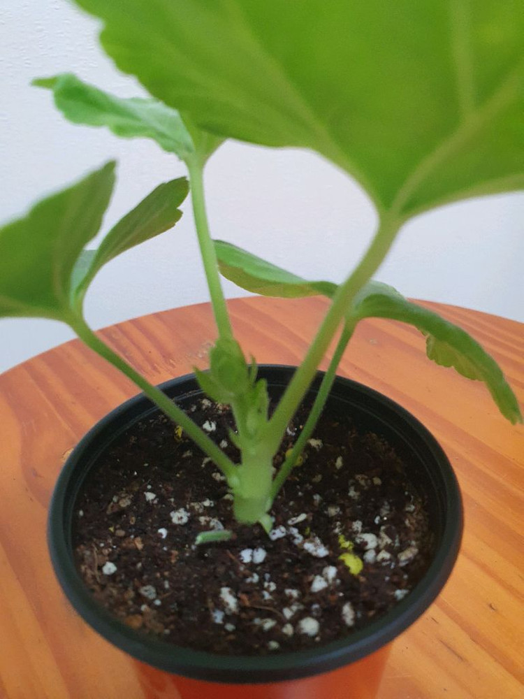 제라늄 엔틱로즈 레드 꽃대있음--2