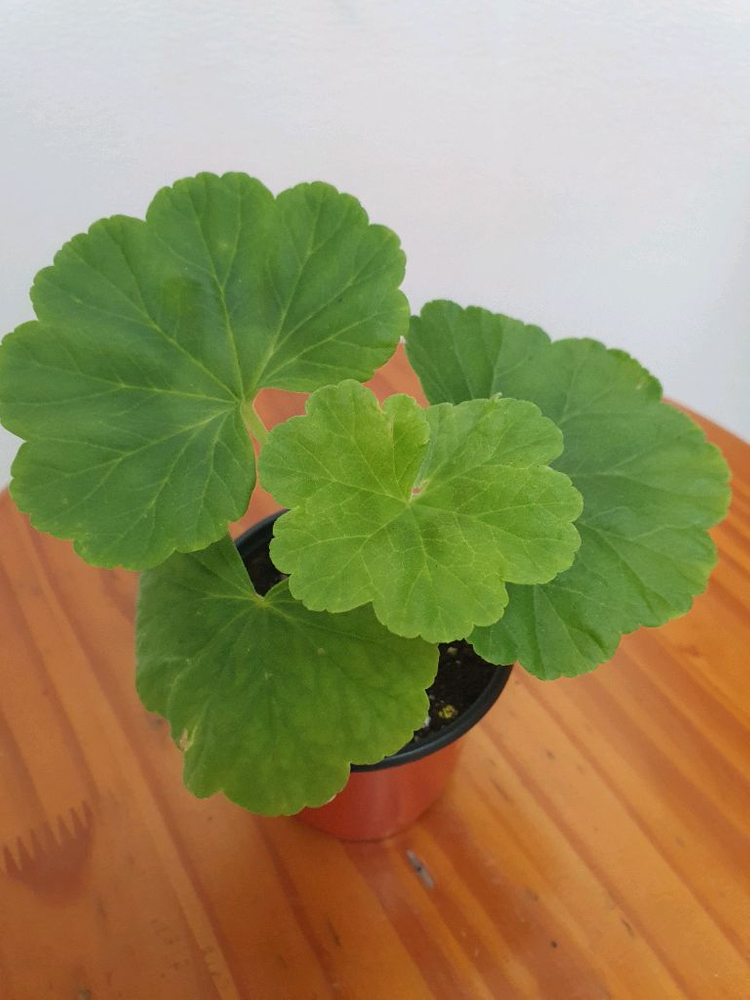 제라늄 엔틱로즈 레드 꽃대있음--3