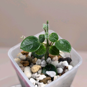 호야 IM-01 오레오스파르테