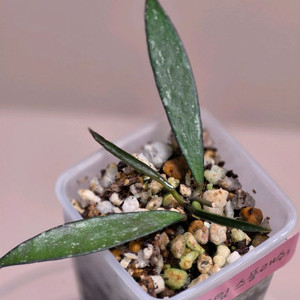 호야 대나무 스플래쉬