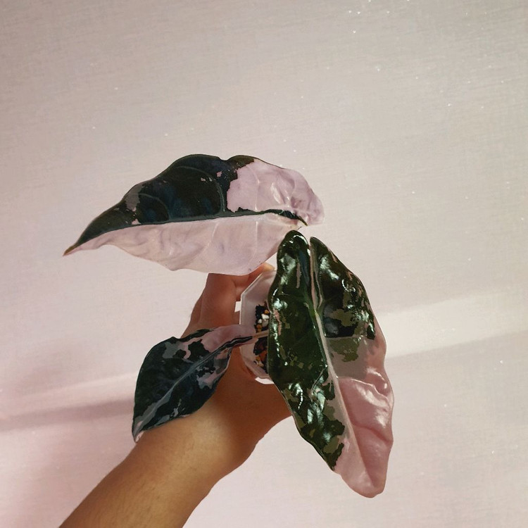 알로카시아 찬트리에 핑크 바리에가타 택포 13만원--1