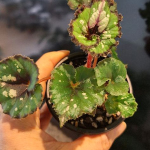 베고니아 더치스플랜더 이미지