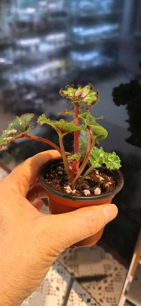 베고니아 더치스플랜더 이미지