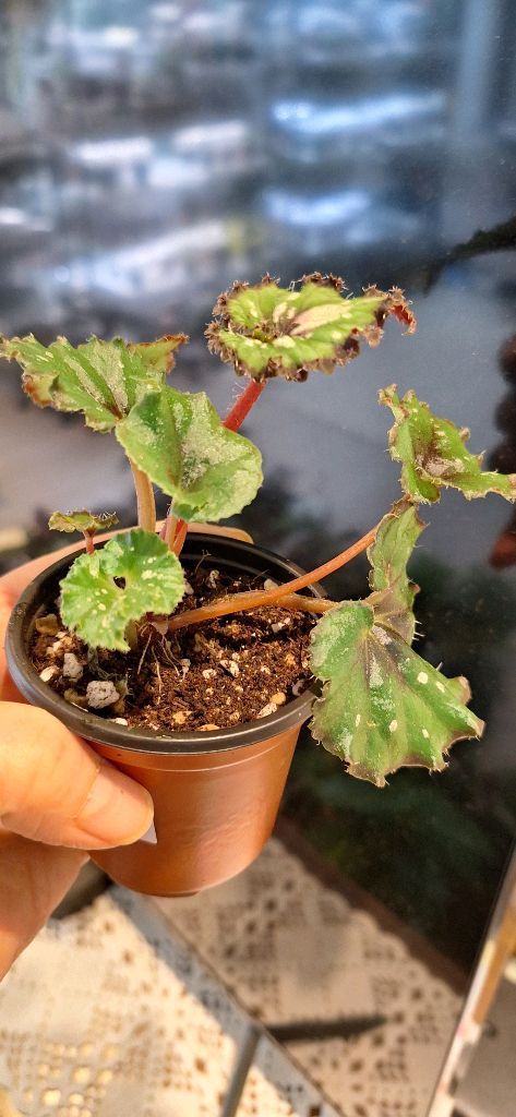 베고니아 더치스플랜더 이미지