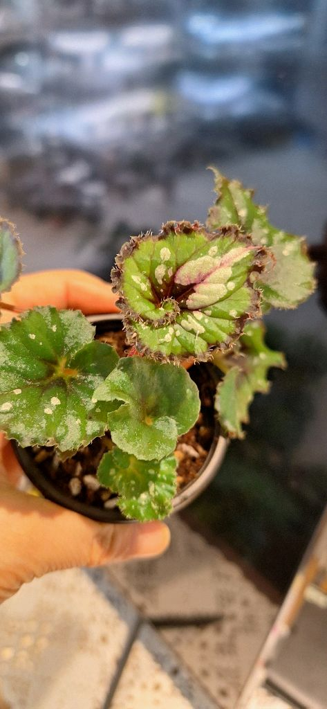 베고니아 더치스플랜더 이미지