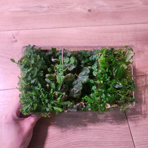 테라리움 정글 식물 세트(제주애기모람 베고니아 사라왁 필로덴드론 베로쿠섬...)