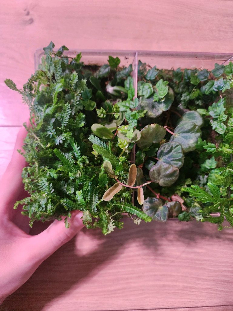 테라리움 정글 식물 세트(제주애기모람 베고니아 사라왁 필로덴드론 베로쿠섬...)--1