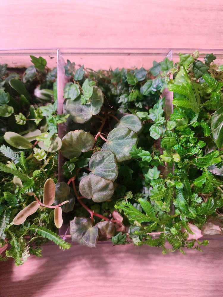 테라리움 정글 식물 세트(제주애기모람 베고니아 사라왁 필로덴드론 베로쿠섬...)--2