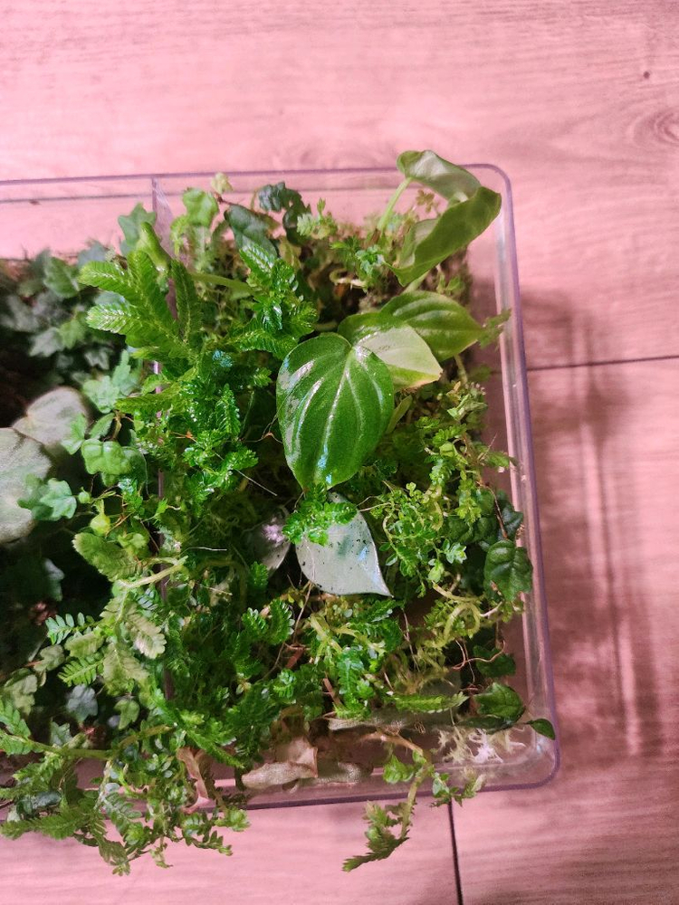 테라리움 정글 식물 세트(제주애기모람 베고니아 사라왁 필로덴드론 베로쿠섬...)--3