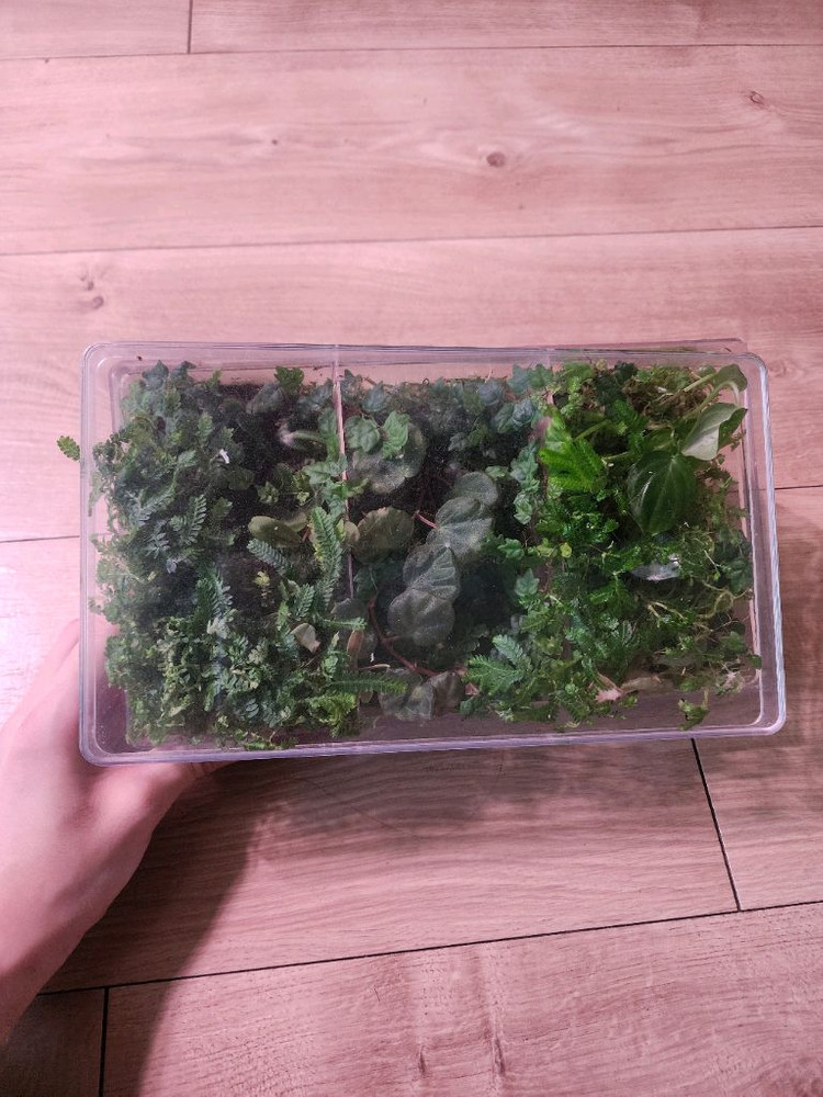 테라리움 정글 식물 세트(제주애기모람 베고니아 사라왁 필로덴드론 베로쿠섬...)--4