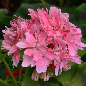 금비 스텔라 제라늄