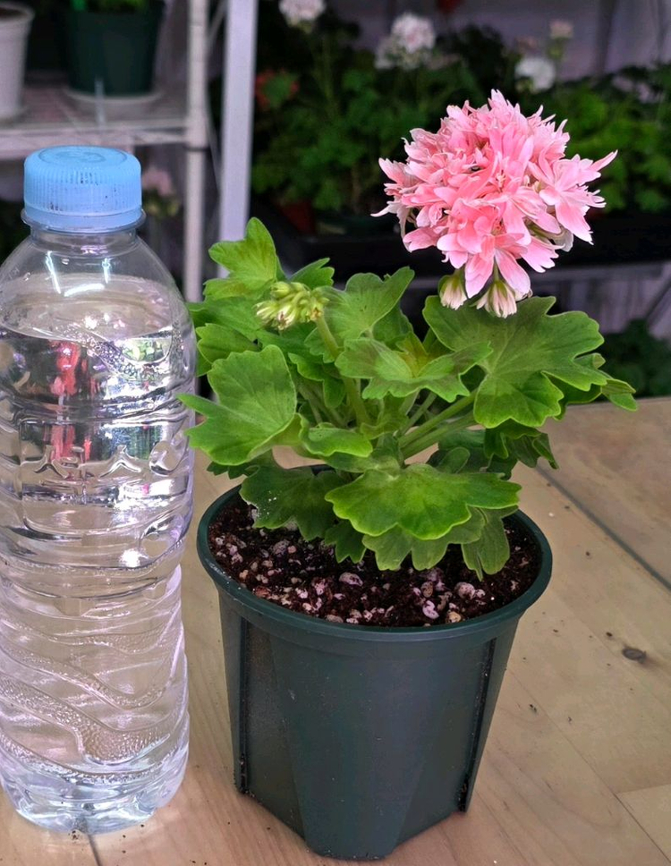 금비 스텔라 제라늄--1