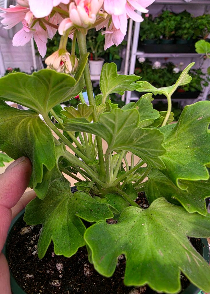 금비 스텔라 제라늄--2