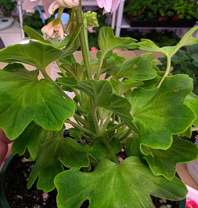 금비 스텔라 제라늄--3