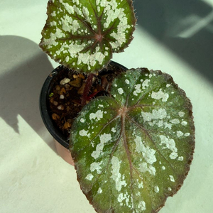 베고니아 텐모쿠후지