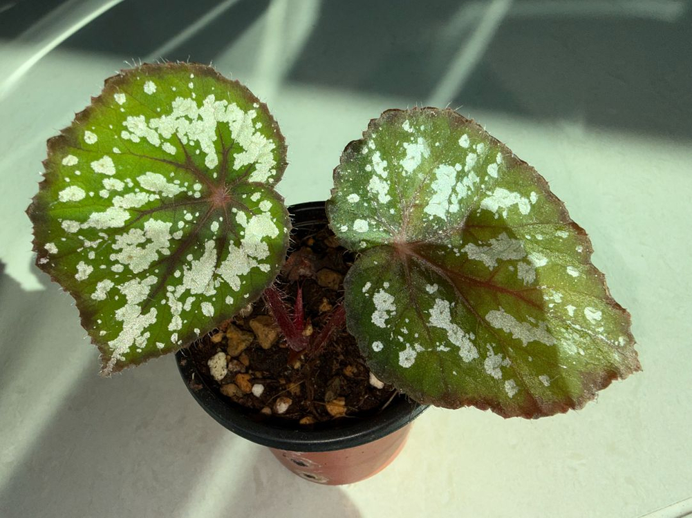 베고니아 텐모쿠후지--1