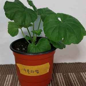 제라늄5종 세트분양