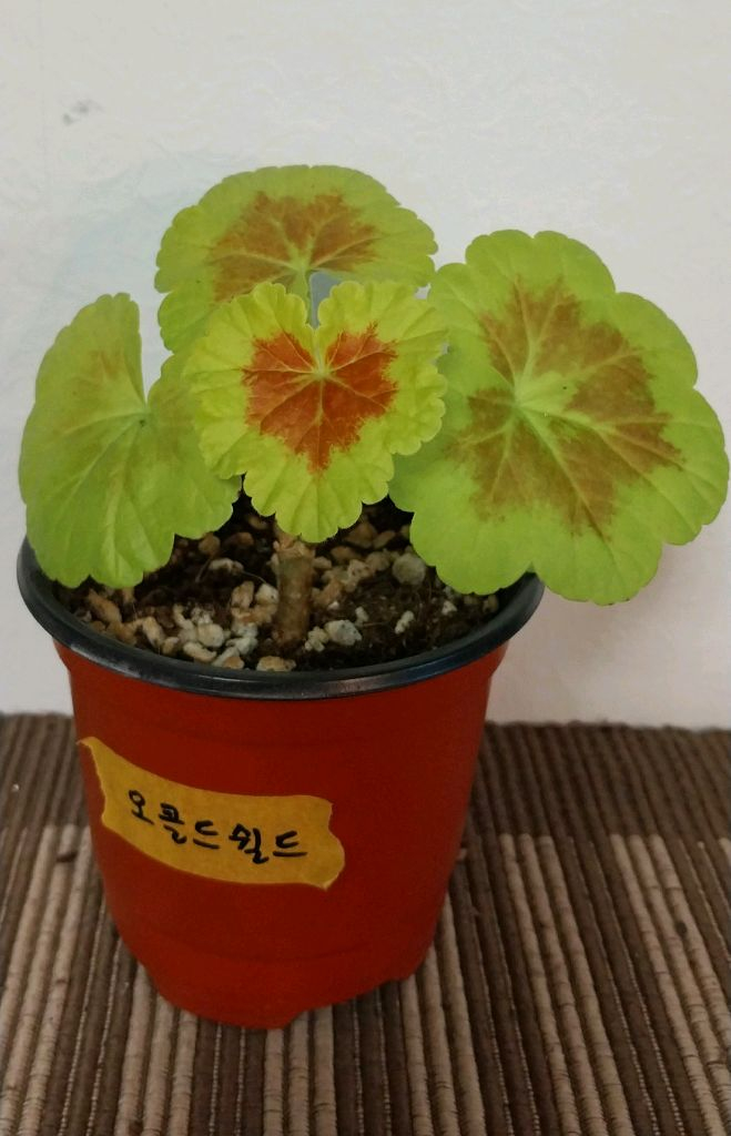 제라늄5종 세트분양--3