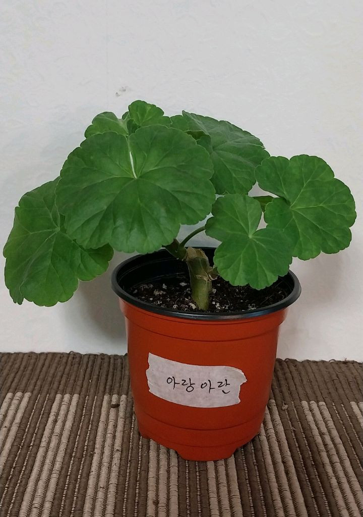 제라늄5종 세트분양--4