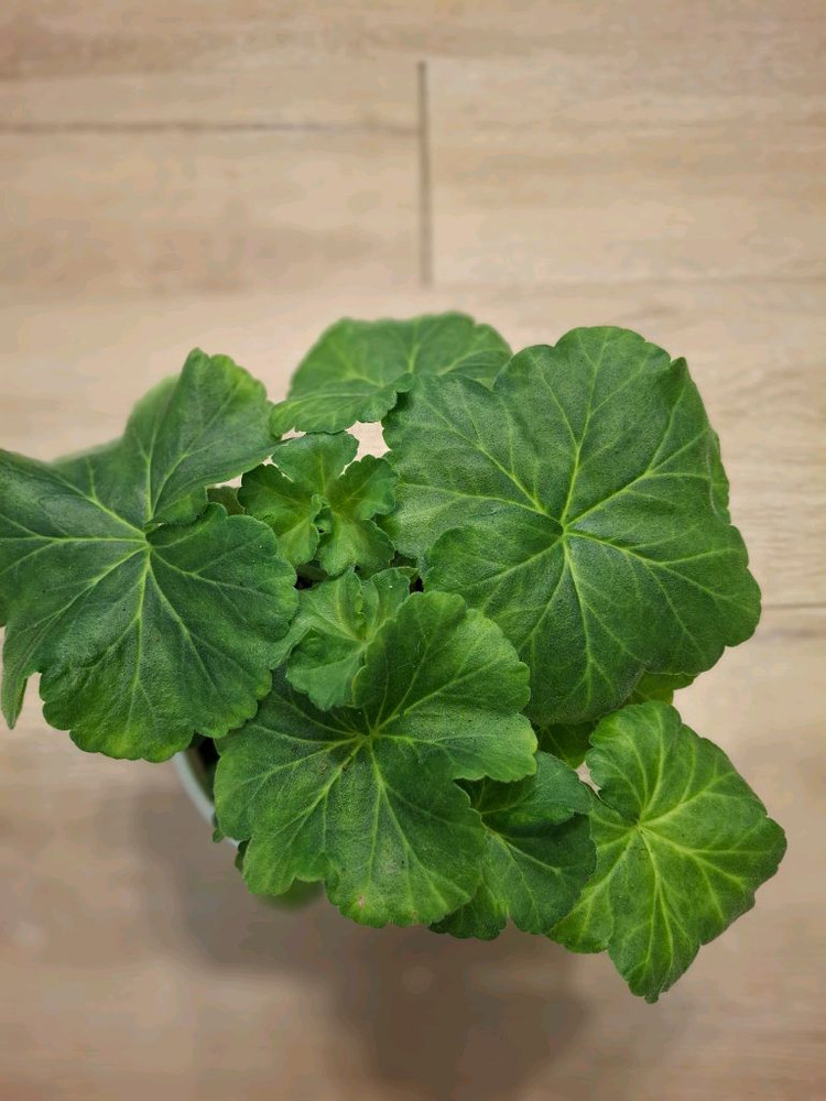 제라늄 uv베리펀치--1