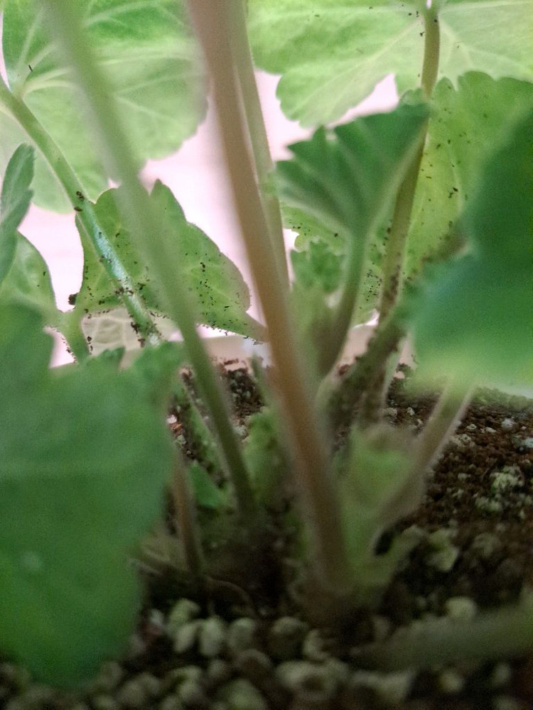 제라늄 uv베리펀치--2