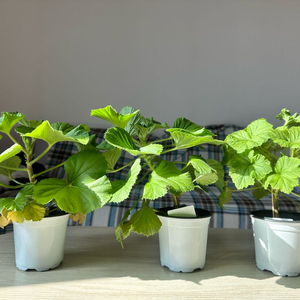 리갈제라늄(로지몬,타이앱프린세스,프린세스오브웨일즈)