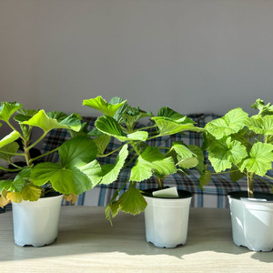 리갈제라늄(로지몬,타이앱프린세스,프린세스오브웨일즈)