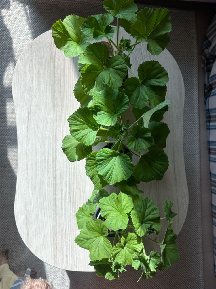 리갈제라늄(로지몬,타이앱프린세스,프린세스오브웨일즈)--1