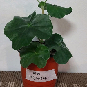 제라늄5종 세트분양