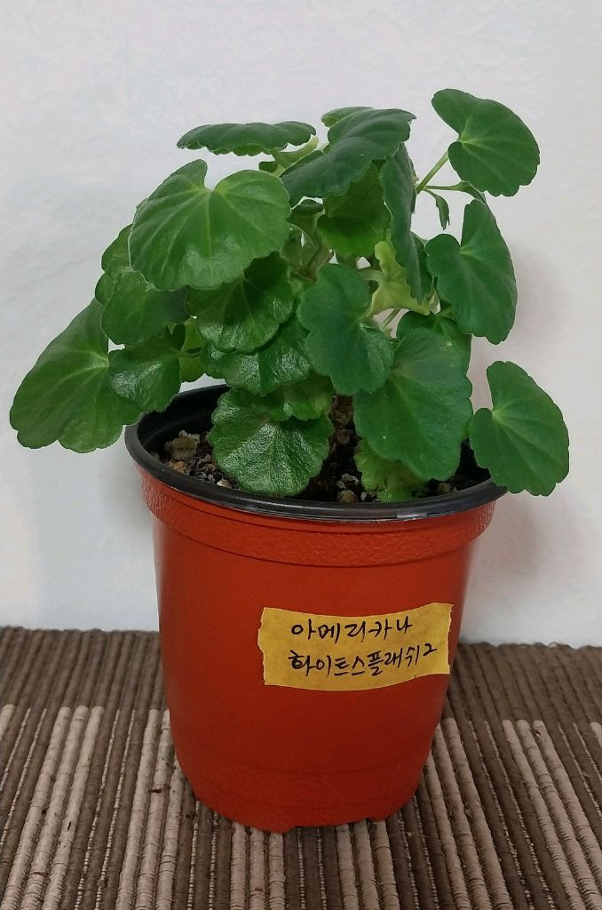 제라늄5종 세트분양--1