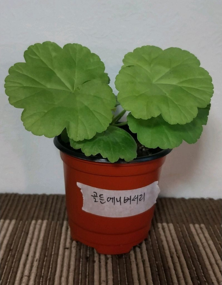 제라늄5종 세트분양--2