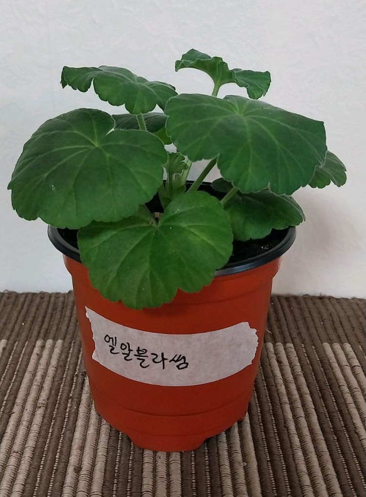 제라늄5종 세트분양--3