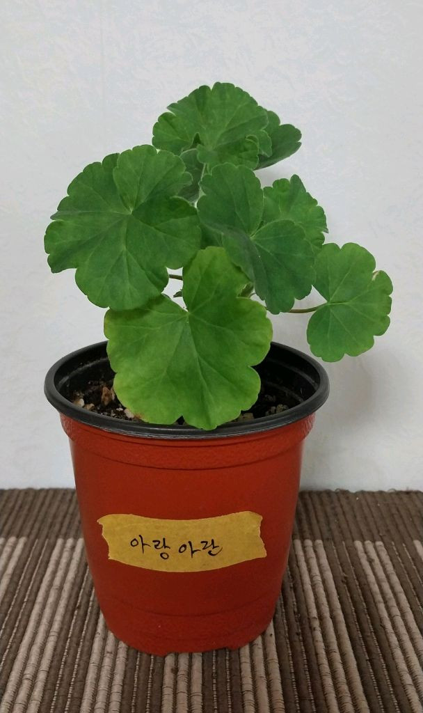 제라늄5종 세트분양--4