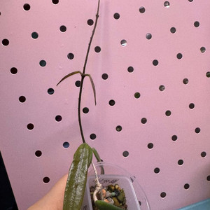 호야 리 Lyi sp 뽀족잎