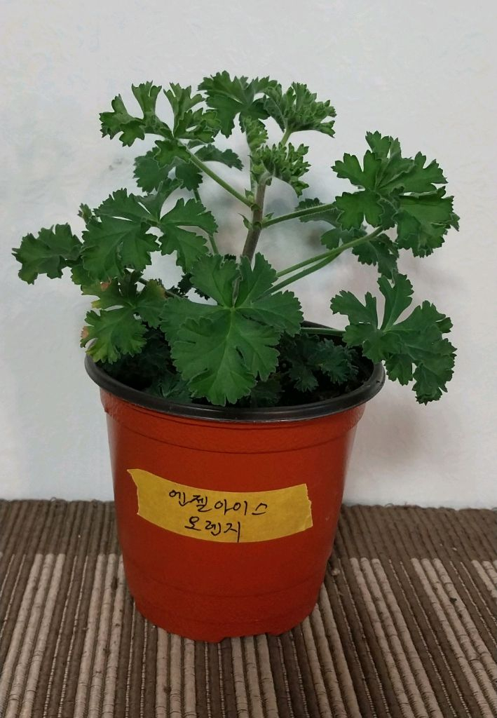 제라늄 4종 세트분양--3