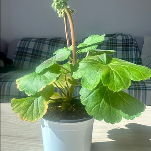 모나베르사유 제라늄