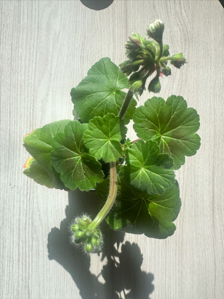 모나베르사유 제라늄--1