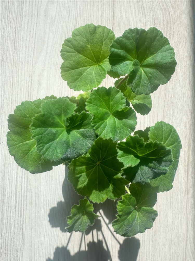 UV25.20 제라늄--1