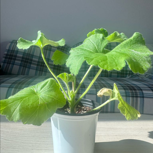 TA파리잔카(파리지앵)제라늄