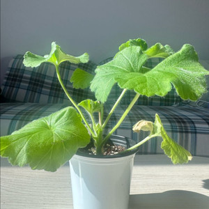 TA파리잔카(파리지앵)제라늄