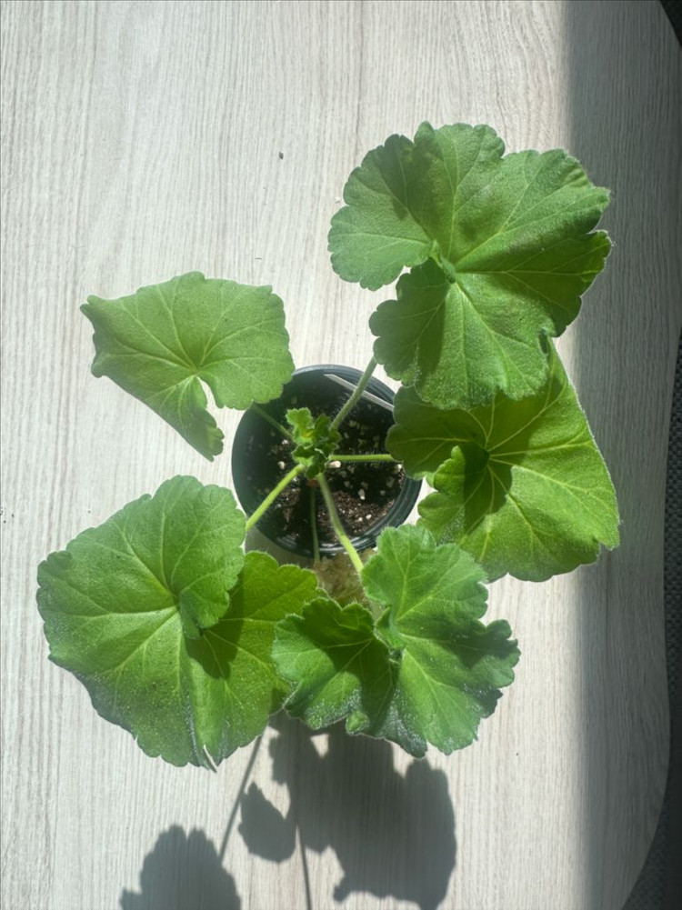 TA파리잔카(파리지앵)제라늄--1