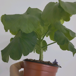 제라늄 송겨울 0.7