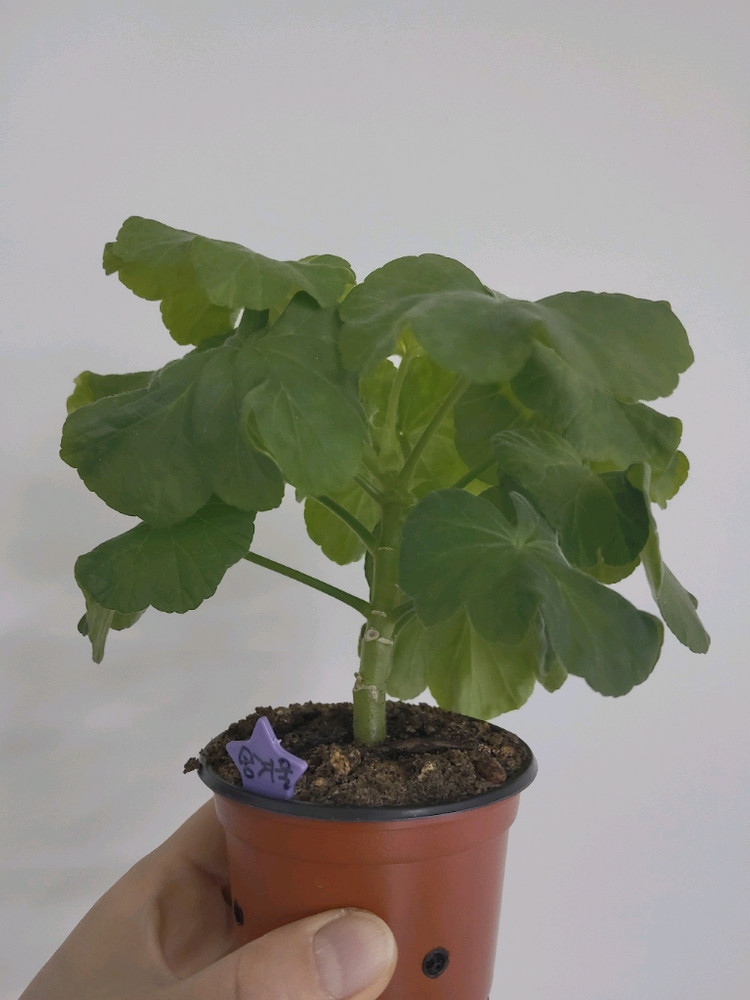 제라늄 송겨울 0.7--1