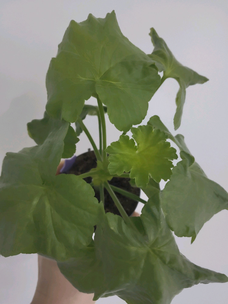 제라늄 송겨울 0.7--2